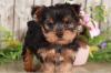 Питомник собак Teacup Yorkshire Puppies Available 