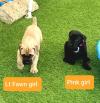 Питомник собак Gorgeous Male and Female CANE CORSO PUPPIES 